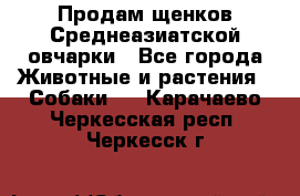 Продам щенков Среднеазиатской овчарки - Все города Животные и растения » Собаки   . Карачаево-Черкесская респ.,Черкесск г.